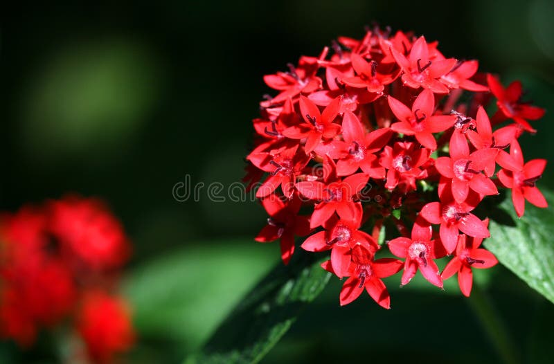 Egyptian Starcluster, Pentas lanceolata stock photo Egyptian Starcluster, Pentas lanceolata stock photo