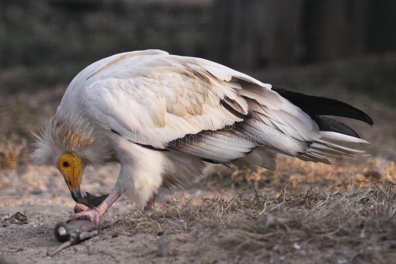 Egyptian vulture