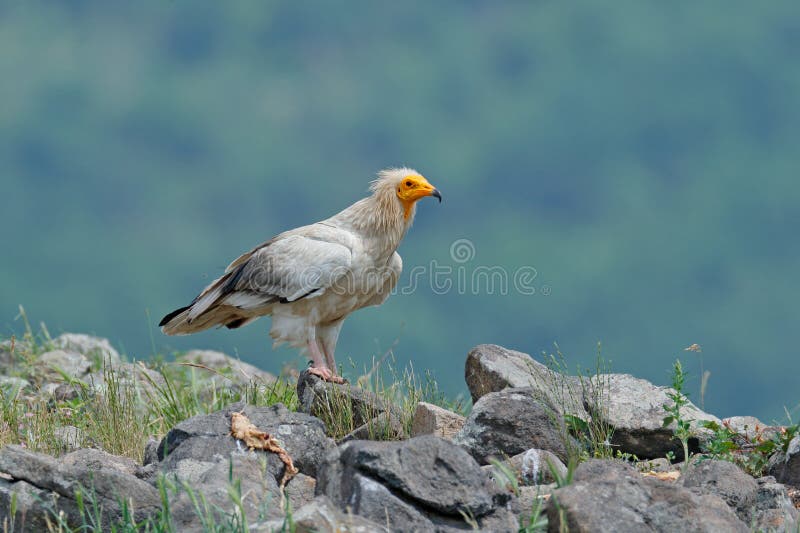 Egyptian vulture, Neophron percnopterus, big bird of prey sitting on stone, rock mountain, nature habitat, Madzarovo, Bulgaria, Ea stock photography Egyptian vulture, Neophron percnopterus, big bird of prey sitting on stone, rock mountain, nature habitat, Madzarovo, Bulgaria, Ea stock photography
