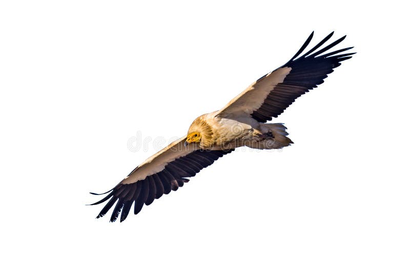Egyptian Vulture On White Background Stock Photo - Image of biology ...
