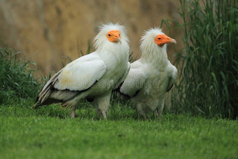 Egyptian vultures