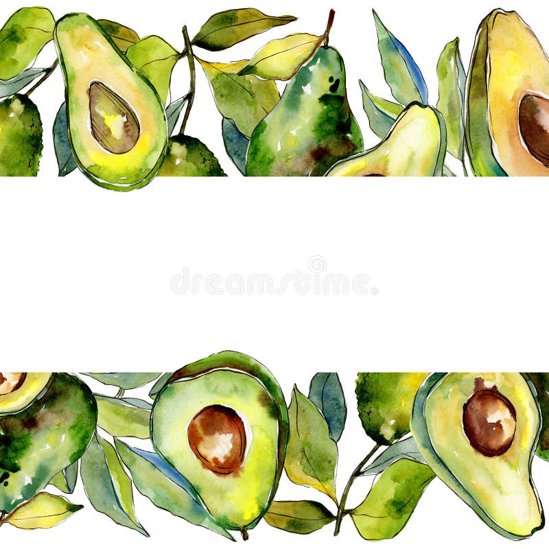 Egzota zielonego avocado dzika owoc w akwarela stylu ramie ilustracja wektor Egzota zielonego avocado dzika owoc w akwarela stylu ramie ilustracja wektor