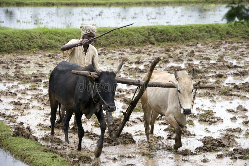 Egzystencja rolnik India - tamil nadu - obraz stock Egzystencja rolnik India - tamil nadu - obraz stock