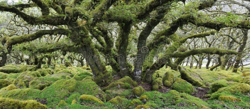 Pedunculate (English) Oak - Quercus robur, with epiphytic mosses, lichens and ferns Wistman's Wood, Dartmoor, Devon. Pedunculate (English) Oak - Quercus robur, with epiphytic mosses, lichens and ferns Wistman's Wood, Dartmoor, Devon