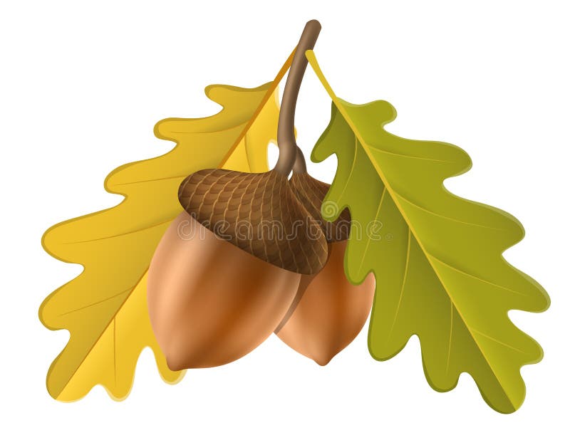 Eichel mit Blatt für Herbst vektor abbildung Eichel mit Blatt für Herbst vektor abbildung