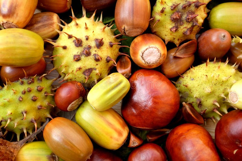 Eicheln, Conkers, Rosskastaniekästen und Bucheckern lizenzfreie stockfotografie Eicheln, Conkers, Rosskastaniekästen und Bucheckern lizenzfreie stockfotografie