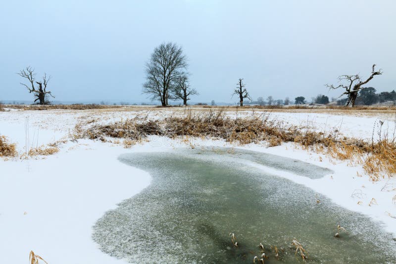 Download Eichen in der Winteraura stockbild. Bild von leafless - 96930165