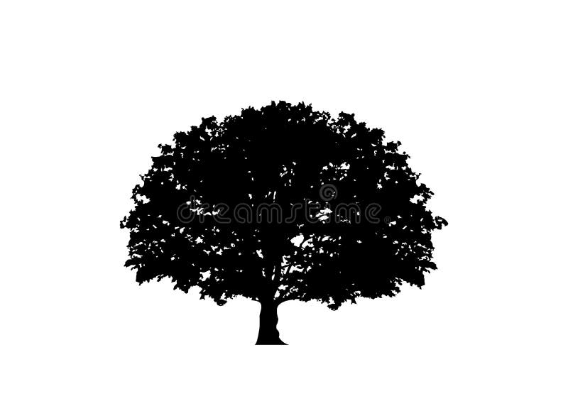 Eichenvektor, Logoillustration Vektorschattenbild eines lokalisierten oder weißen Hintergrundes des Baums vektor abbildung