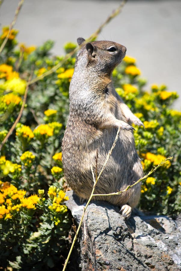 A cute squirrel on the stone. A cute squirrel on the stone