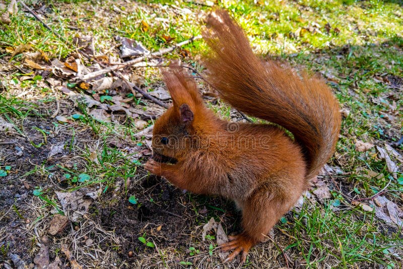 Eichhörnchen, das Nüsse auf einem moosigen Klotz gegen grünen Hintergrund auf dem Wald isst stockfotos Eichhörnchen, das Nüsse auf einem moosigen Klotz gegen grünen Hintergrund auf dem Wald isst stockfotos