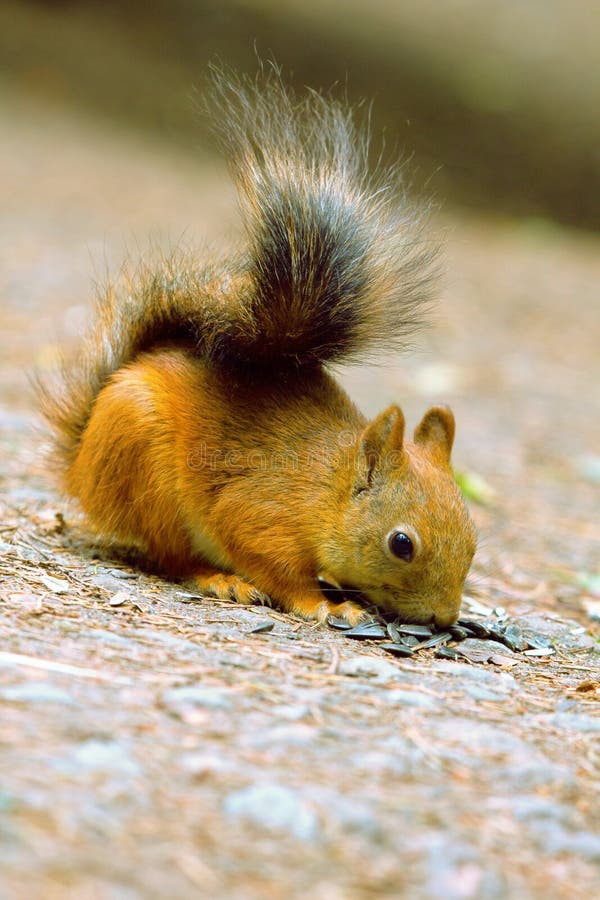 Eichhörnchen in der Parknahaufnahme stockfotos Eichhörnchen in der Parknahaufnahme stockfotos
