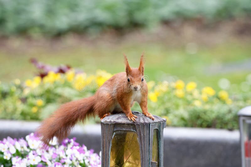 Eichhörnchen sitzt auf einer Grablaterne lizenzfreies stockfoto