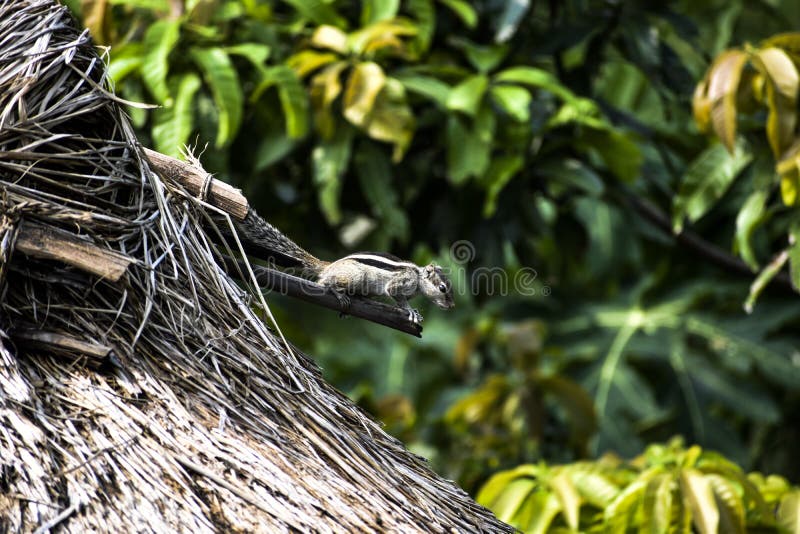 Eichhörnchen stockfoto Eichhörnchen stockfoto