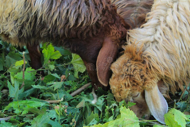 Eid al-Adha, la alimentación sacrificatoria de las ovejas imágenes de archivo libres de regalías Eid al-Adha, la alimentación sacrificatoria de las ovejas imágenes de archivo libres de regalías