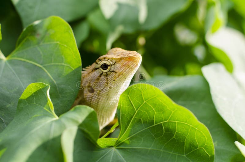 Eidechse Im Garten Gartengestaltung Idee
