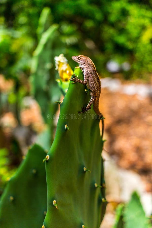 Eidechse Im Garten Gartengestaltung Idee