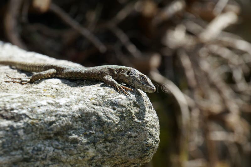 Eidechse starrt klug direkt Beobachter an und sitzt an der Steinkante lizenzfreie stockfotografie