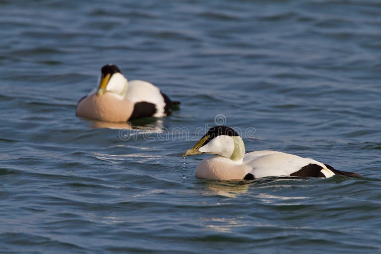 Eider Duckling Stock Photos Free & RoyaltyFree Stock Photos from