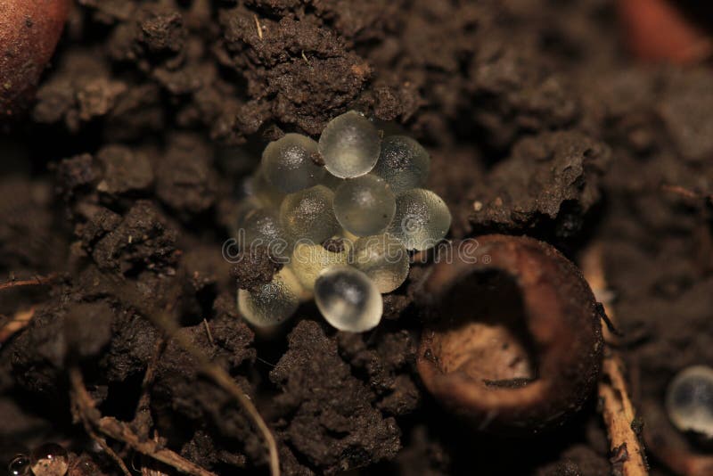Eier einer Schnecke lizenzfreie stockfotos Eier einer Schnecke lizenzfreie stockfotos