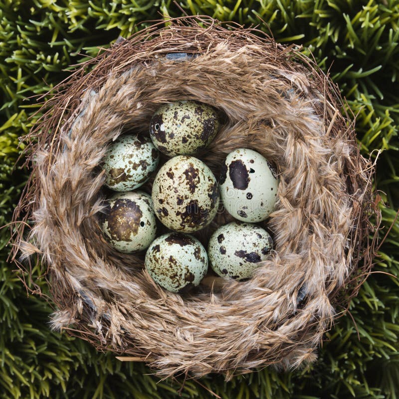 Eier im Nest. stockfoto. Bild von gesprenkelt, haupt, gruppe - 2432238