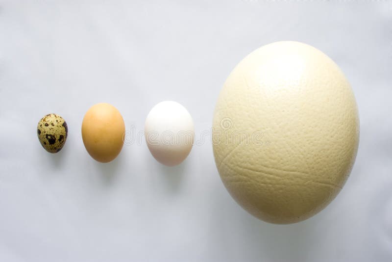 Eieren - de struisvogel, de kip en de kwartel zijn op grijze achtergrond in volgorde van het verminderen of het stijgen met betre stock foto Eieren - de struisvogel, de kip en de kwartel zijn op grijze achtergrond in volgorde van het verminderen of het stijgen met betre stock foto