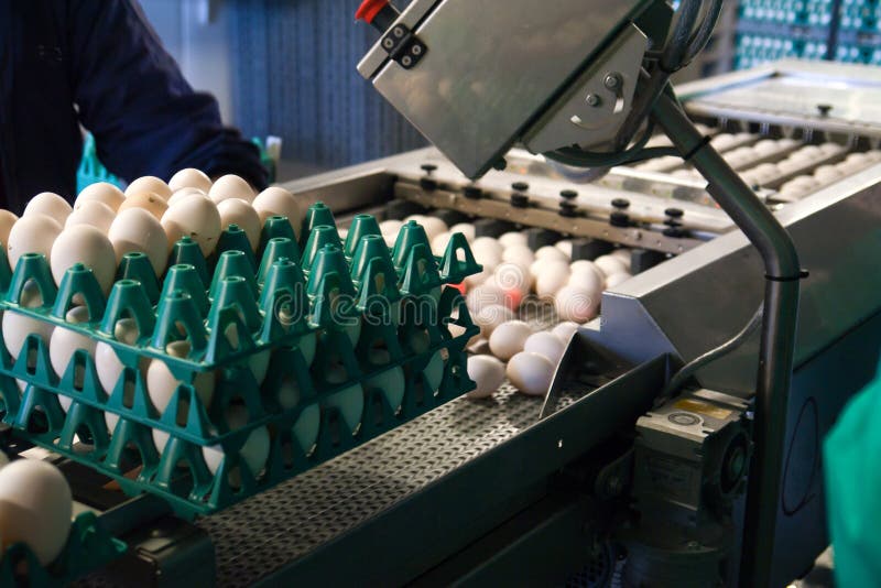 Eieren in een lopende bandverpakking stock afbeelding Eieren in een lopende bandverpakking stock afbeelding