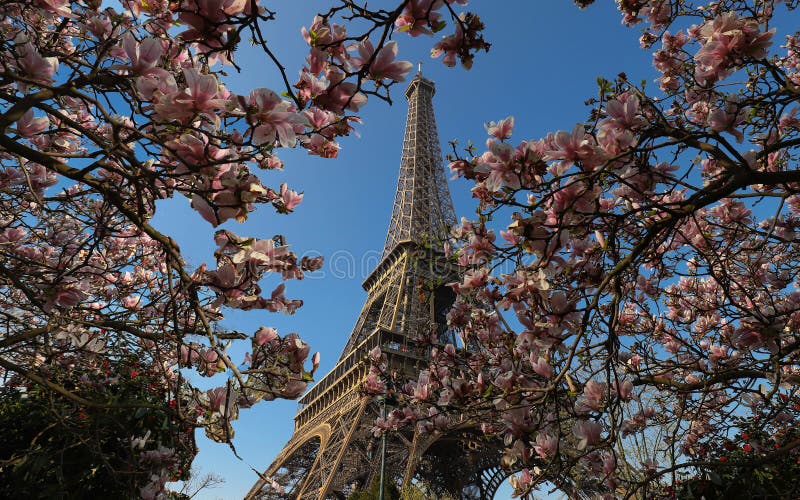 Eiffel Tower and Blooming Manolia Tree Close Up, Paris, , France Stock ...