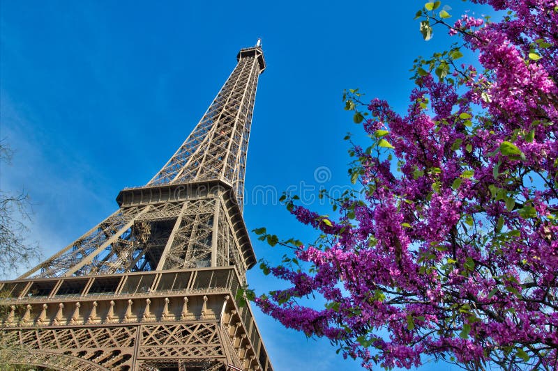 Eiffel Tower with cherries in Paris France