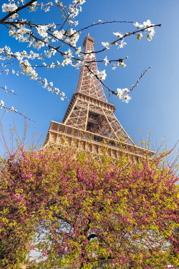 Eiffel Tower with spring trees in Paris, France