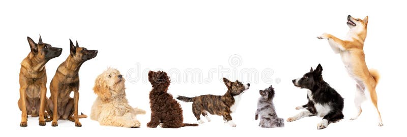 Eight dogs looking up stock photos