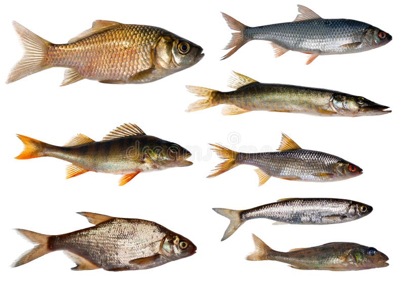 Eight freshwater fishes collection