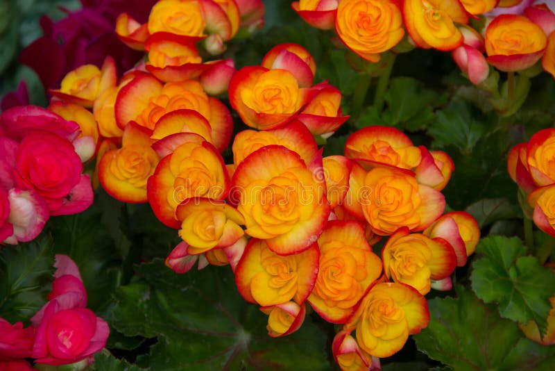 Eight Immortals Flower,With Eight Immortals Stock Photo Image of