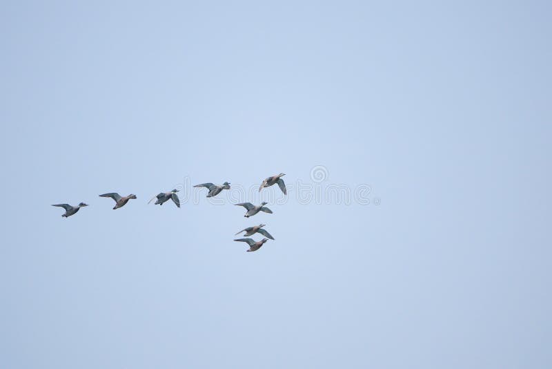 Flying mallards stock image. Image of wild, bird, animals - 146360361