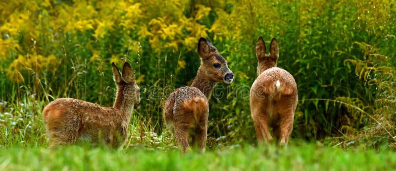 Eight weeks young wild Roe deer, Capreolus capreolus stock photography Eight weeks young wild Roe deer, Capreolus capreolus stock photography