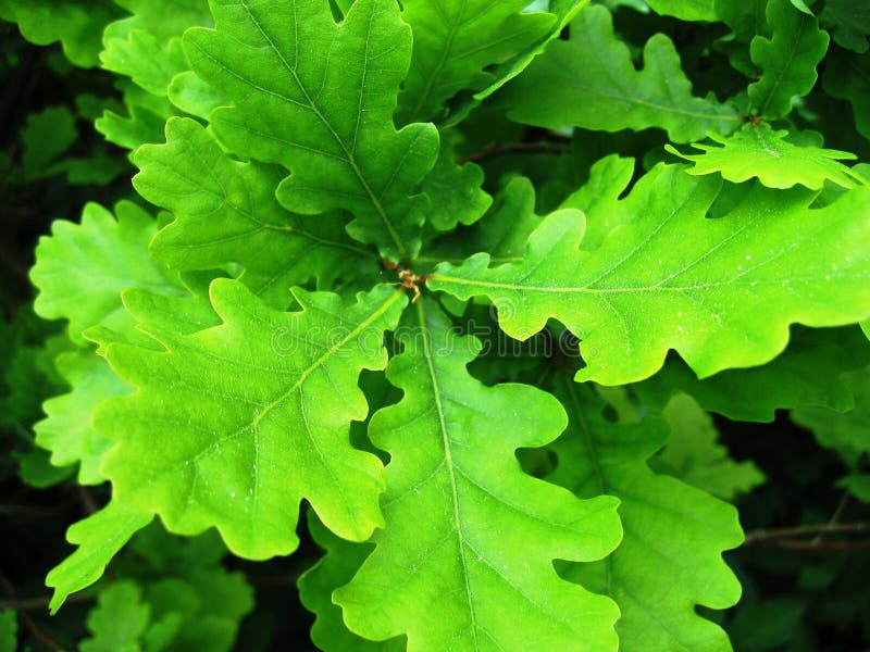 Eik stock fotografie