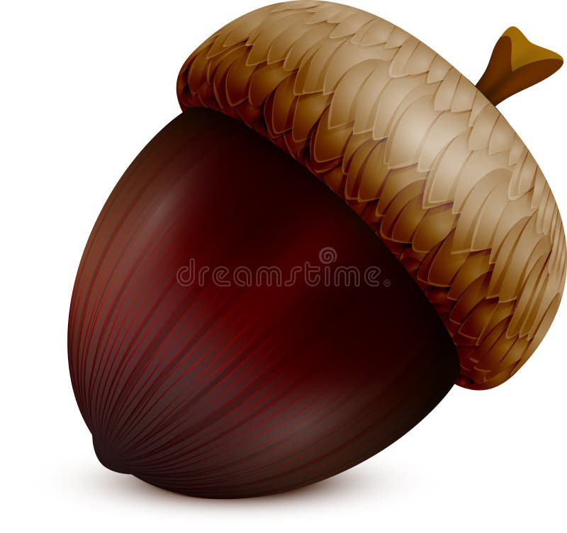eikel vector illustratie eikel vector illustratie
