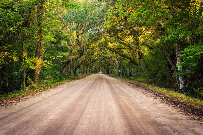Eiken bomen langs de landweg aan de Aanplanting van de Plantkundebaai op Edisto royalty-vrije stock foto's Eiken bomen langs de landweg aan de Aanplanting van de Plantkundebaai op Edisto royalty-vrije stock foto's