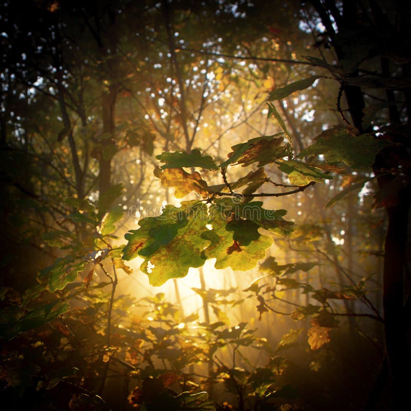 eiken bos in de herfst, met sun& x27; s stralen die door de takken filtreren royalty-vrije stock foto's eiken bos in de herfst, met sun& x27; s stralen die door de takken filtreren royalty-vrije stock foto's