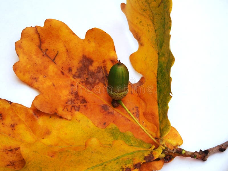 Eiken tak met gele de herfstbladeren en eikel op een witte backgr stock illustratie Eiken tak met gele de herfstbladeren en eikel op een witte backgr stock illustratie