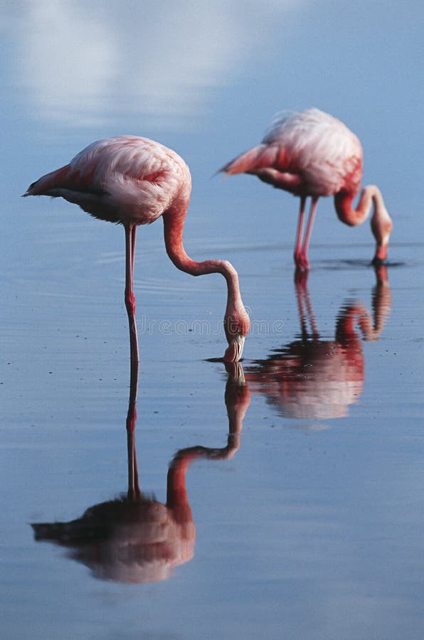 Eilanden twee van Ecuador de Galapagos Grotere Flamingoes die zich in ondiep water zijaanzicht bevinden royalty-vrije stock fotografie Eilanden twee van Ecuador de Galapagos Grotere Flamingoes die zich in ondiep water zijaanzicht bevinden royalty-vrije stock fotografie