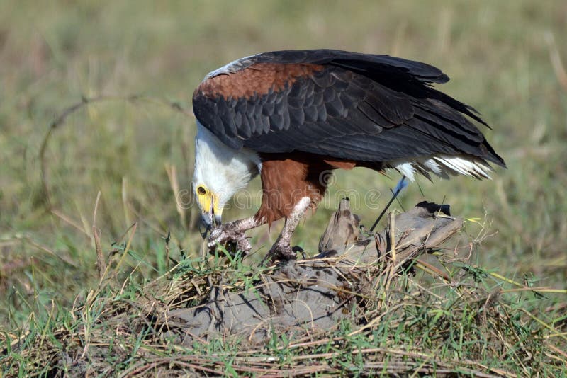 Ein afrikanischer Fischadler in Botswana. Ein afrikanischer Fischadler thront auf einem Stein am Chobe River in Botswana, wenn er an einem Fisch weint