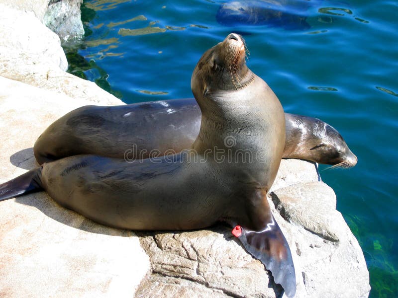 Ein anderer Winkel der Seelöwen durch das Pool Aquarium des Pazifiks, Long Beach, Kalifornien, USA stockbild Ein anderer Winkel der Seelöwen durch das Pool Aquarium des Pazifiks, Long Beach, Kalifornien, USA stockbild