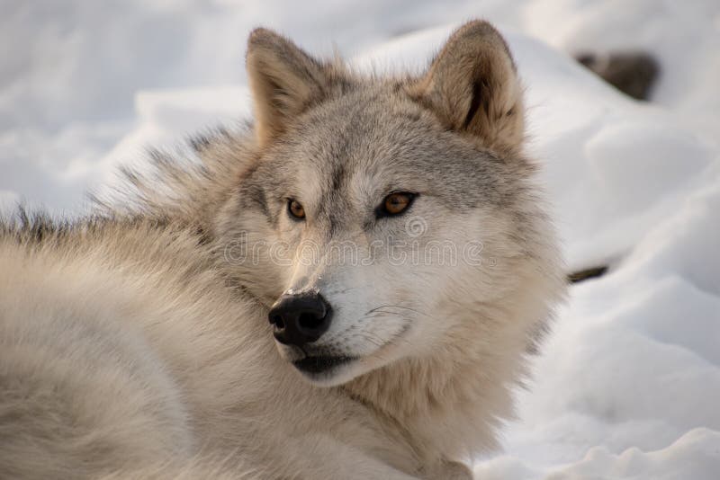 Ein arktischer Wolf, der ein Auge für Fleischfresser im Wald abhält lizenzfreies stockbild Ein arktischer Wolf, der ein Auge für Fleischfresser im Wald abhält lizenzfreies stockbild