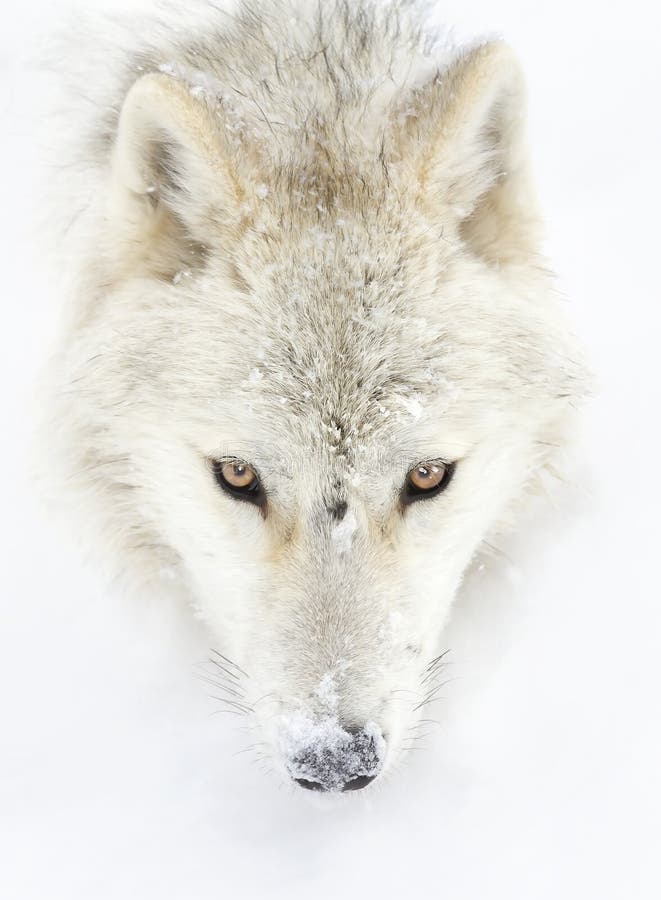 Ein arktischer Wolf schloss sich im Winterschnee in Kanada auf weißem Grund in der Nähe des Schnees an stockbilder