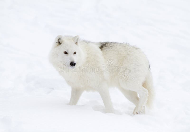 Ein Arktiswolf Canis Lupus arctos, die in den Winter gehen, schneien lizenzfreies stockbild Ein Arktiswolf Canis Lupus arctos, die in den Winter gehen, schneien lizenzfreies stockbild