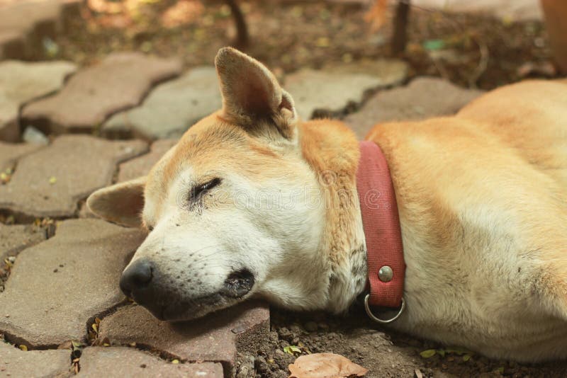 Ein Armer Hund Tot Auf Dem Boden Stockbild Bild von hlend, leblos