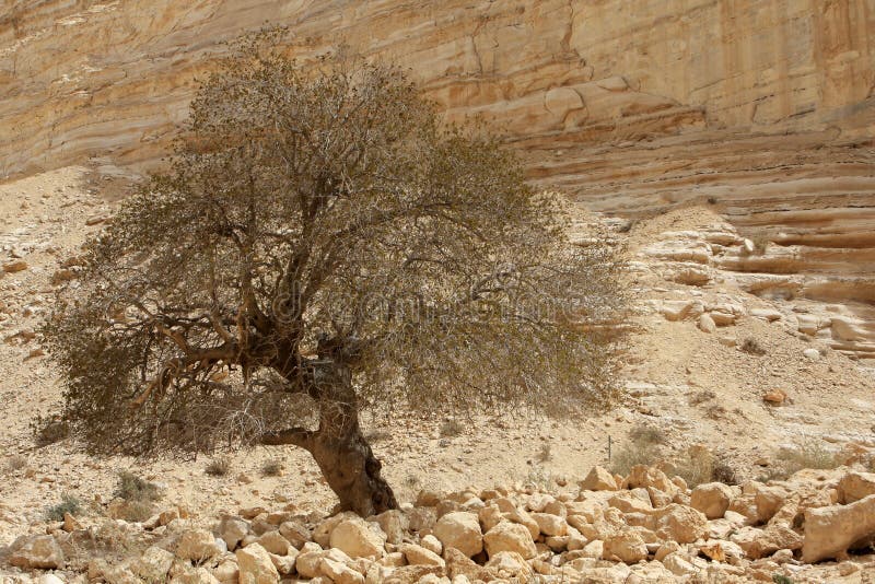 Ein Avdat Canyon, Israel