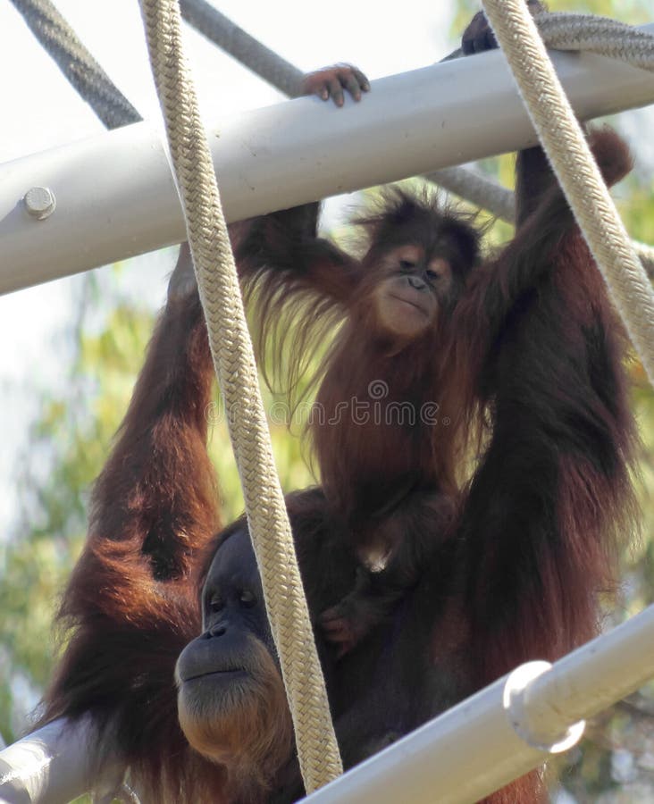 Ein Baby-Orang-Utan auf den Schultern seiner Mutter lizenzfreie stockfotografie Ein Baby-Orang-Utan auf den Schultern seiner Mutter lizenzfreie stockfotografie