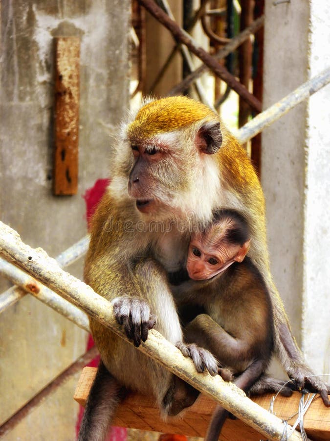 Ein Babyaffe innerhalb Mutter ` s bewaffnet stockbild Ein Babyaffe innerhalb Mutter ` s bewaffnet stockbild