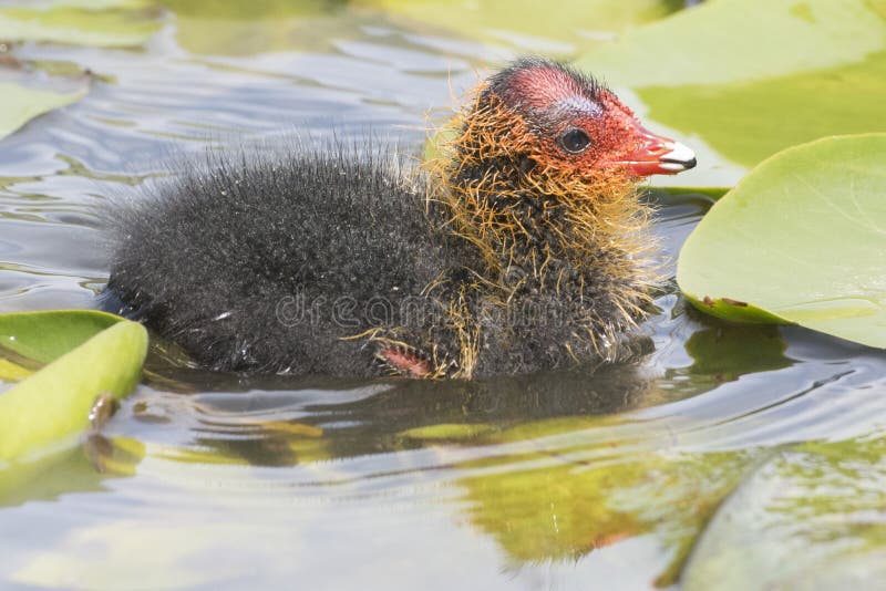 Ein Babyblässhuhn in den Travertinen an Southampton-Common lizenzfreies stockbild Ein Babyblässhuhn in den Travertinen an Southampton-Common lizenzfreies stockbild